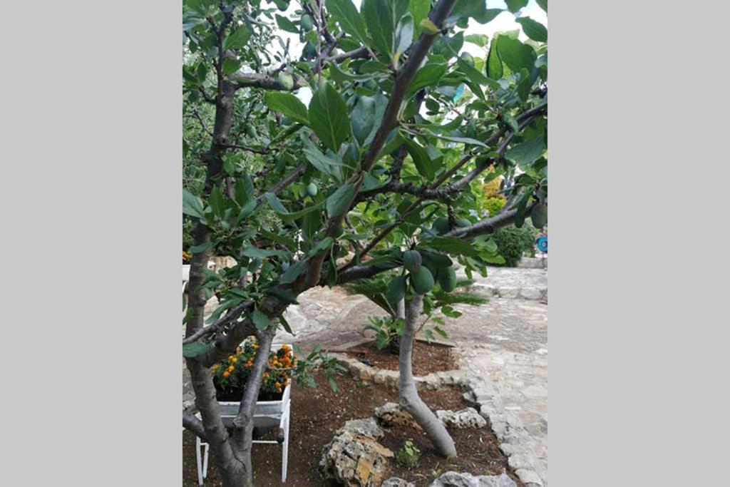 Villa Arenella Vieste Luaran gambar